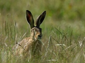 European hare