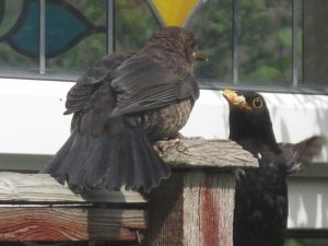 Blackbird feeding his offspring