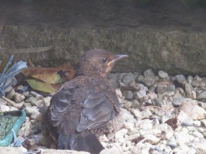 Juvenile Blackbird