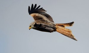 red kite