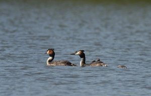 Great Crested Grebe