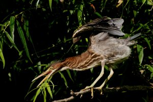 Green Heron