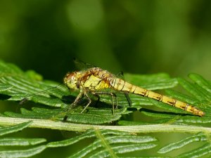 Common Darter