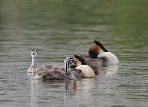 Great Crested Grebe