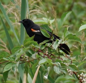 Redwing Blackbird posing