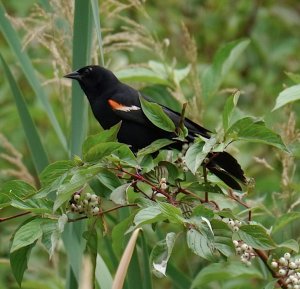 Redwing Blackbird posing for us all