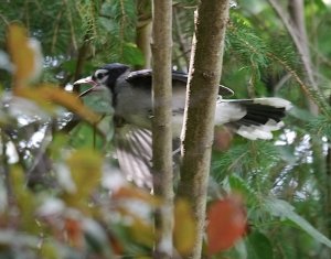 Bay jay wants food