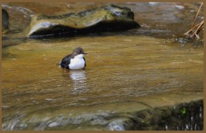 A Lonesome Dipper