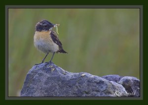 "Dessert"  ( Male Whinchat)