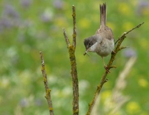 Whitethroat