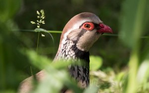 Red-legged Partridge