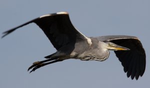 Grey Heron