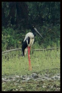 Black necked stork