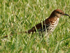 Brown Thrasher