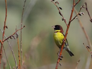 Emberiza aureola, male