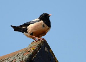 rose-coloured starling