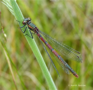 Large Red Damselfly