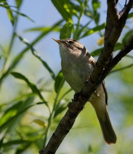 Phylloscopus fuscatus