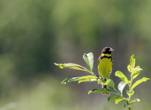 Emberiza aureola, male