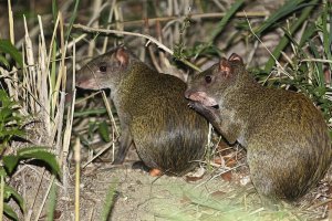 Central American Agouti