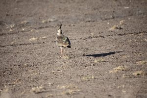 Lapwing