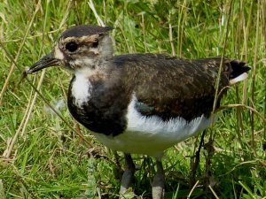 fishing lapwing