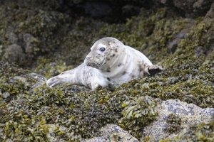 Seal Pup