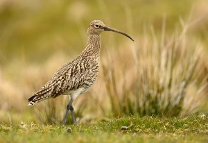 curlew