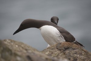 Guillemot