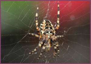 Garden Spider