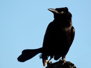 Carib Grackle, male