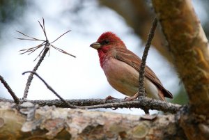 Carpodacus erythrinus - Common Rosefinch