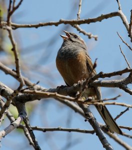 Emberiza godlewskii, male