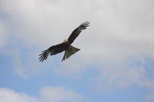 Red Kite