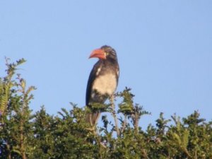 Crowned Hornbill