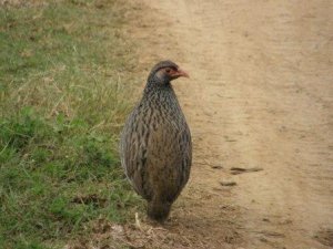 Red-necked Spurfowl