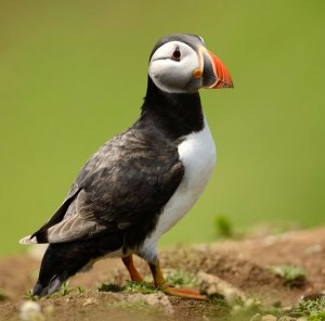 puffin