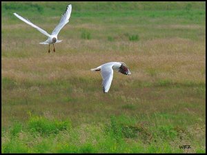 black headed gull