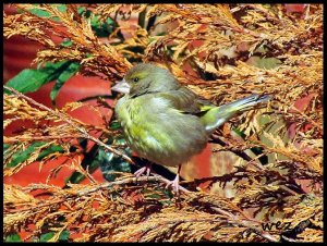 juv, greenfinch