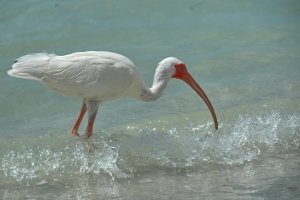 White Ibis - Florida