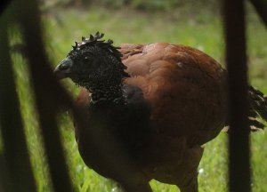 Female Great Curassow, Costa Rica