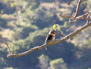 Brown-hooded Kingfisher