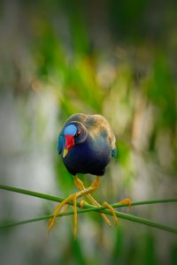 Purple Gallinule