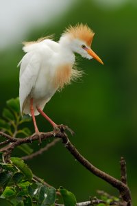 Cattle Egret