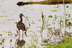 Immature White Ibis