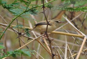 Tawny flanked Prinia