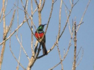 Greater Double-collared Sunbird