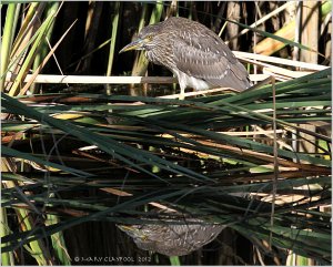 Black-crowned Night- Heron, Juv