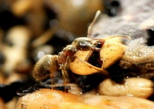 Ant moving Cocoon.