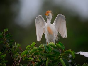 Cattle Egret